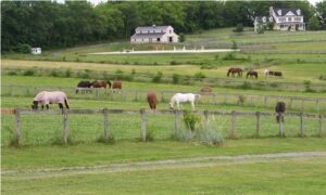 Grazing-Ponies