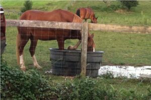 Mares-Having-Fun