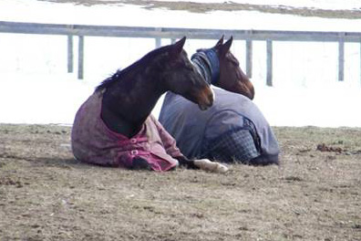 Happy, relaxed horses